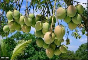 Mango Himsagar or Kshirshapat of Rajshahi